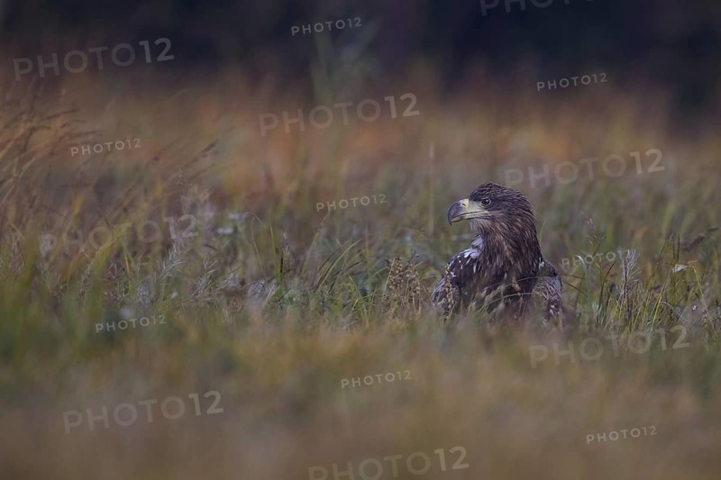 White-tailed Eagle (Haliaeetus albicilla) juvenile, Poland