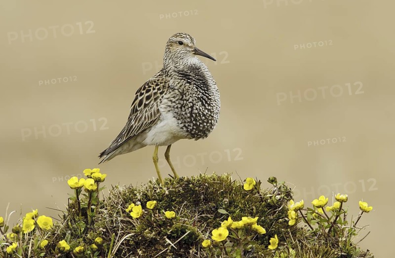 Pectoral Sandpiper (Calidris melanotos), Texas, USA