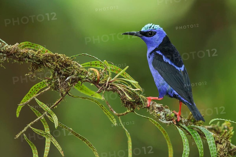 Red-legged Honeycreeper (Cyanerpes cyaneus) perched on a branch in Costa Rica