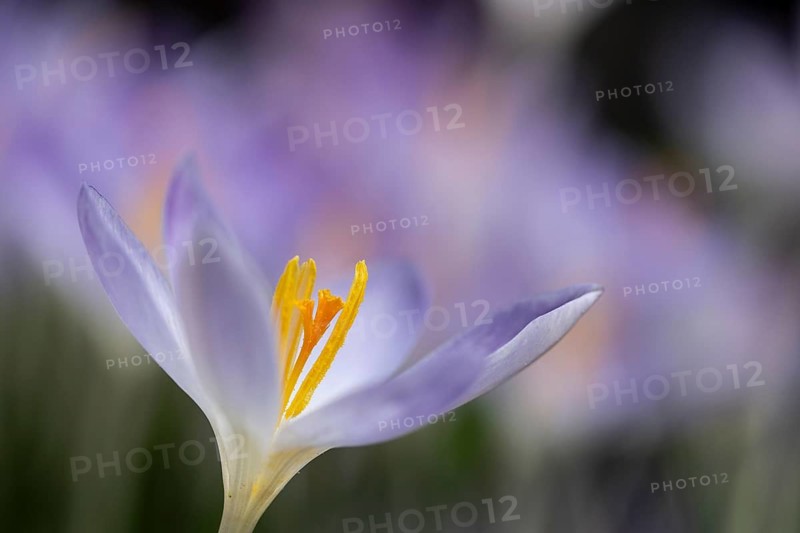 Elfin crocus (Crocus tommasinianus), Emsland, Lower Saxony, Germany