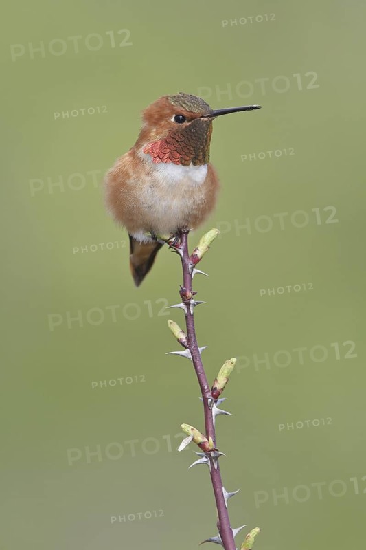 Rufous Hummingbird (Selasphorus rufus), British Columbia, Canada