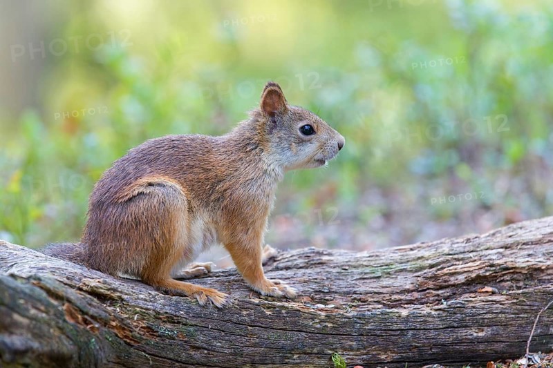 Squirrels, animals, mammals, squirrels, (Sciurus vulgaris vulgaris), Lentiira, Lentiira Kuhmo, Finland