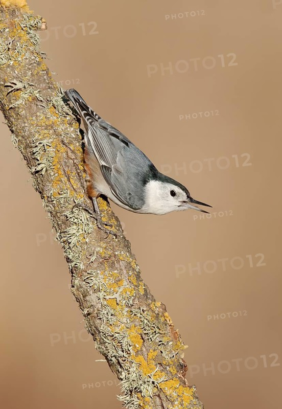 White-breasted Nuthatch (Sitta carolinensis) climbs down a branch, California, USA
