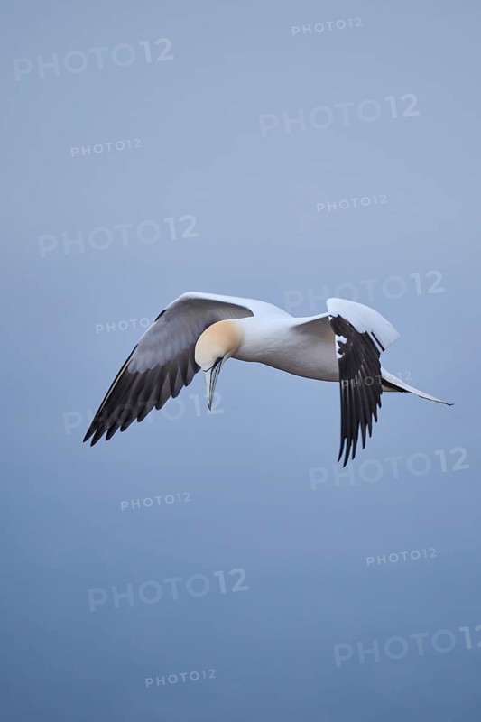 Northern gannet (Morus bassanus) flying over the sea, wildlife, Heligoland, Germany