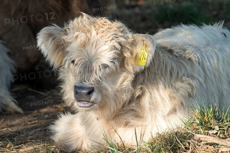 Highland cattle, Oberweser, Weser Uplands, Weserbergland, Hesse, Germany