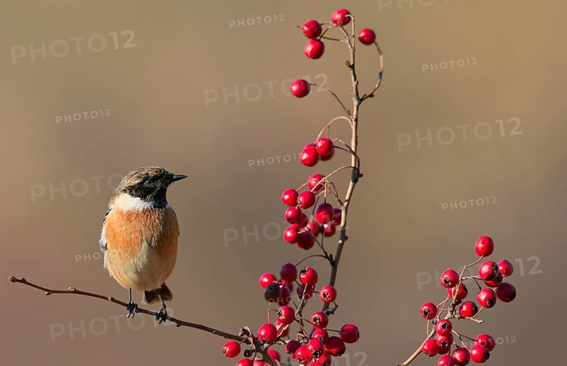 European Stonechat (Saxicola rubicola) male perched on a twig, Rimini, Italy