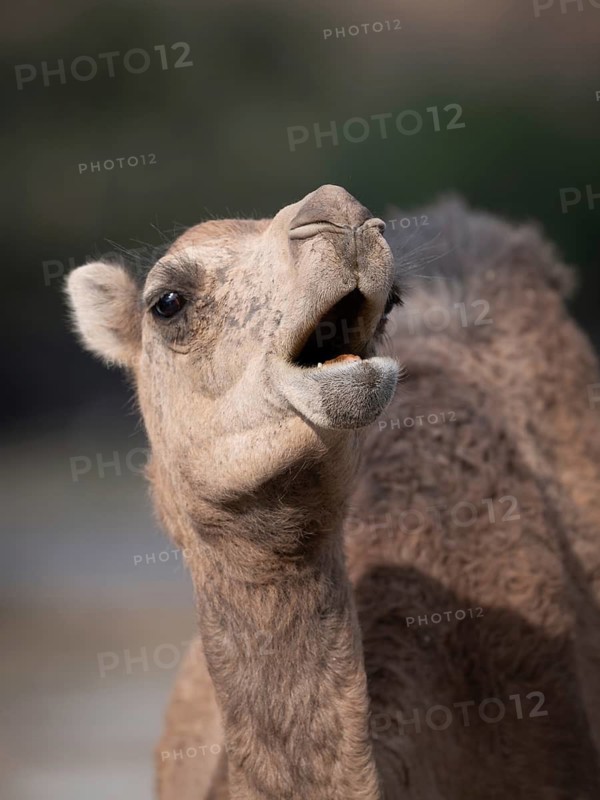 Dromedary (Camelus dromedarius), camel, portrait, Oman