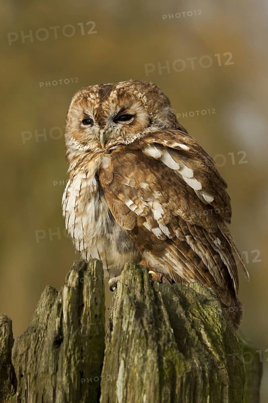 Tawny Owl (Strix aluco), Wales, United Kingdom