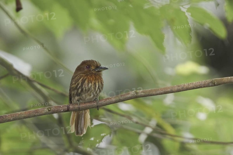 White-whiskered Puffbird (Malacoptila panamensis), Costa Rica