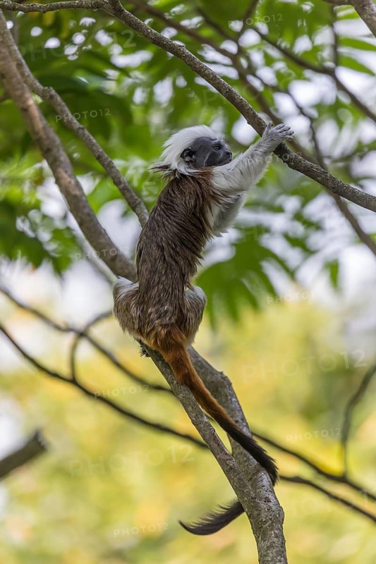 One cotton-top tamarin (Saguinus oedipus)is sitting in a tree. A forest with green leaves in the background