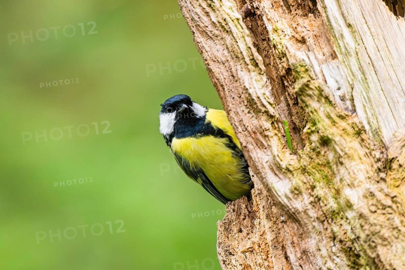 Great tit (Parus major) sitting on an old wrotten tree trunk at a swamp, Bavaria, Germany