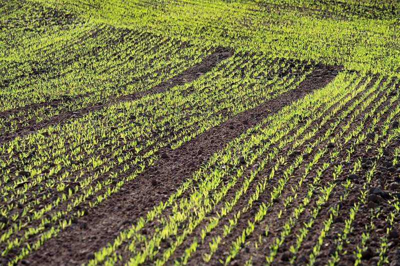 Cool-season cereals in autumn, Oberweser, Weser Uplands, Weserbergland, Hesse, Germany