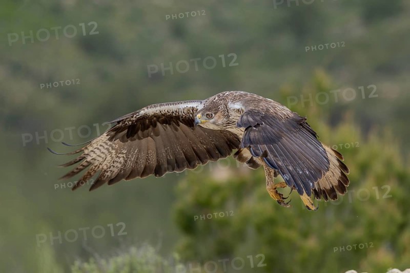 Bonelli's eagle (Aquila fasciata), in flight, province of Valencia, Spain