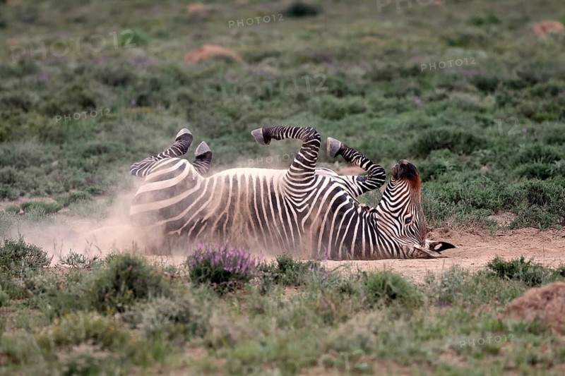 Cape Mountain Zebra (Equus zebra), adult, sand bath, Mountain Zebra National Park, Eastern Cape, South Africa