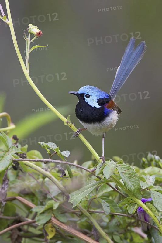 Variegated Fairywren (Malurus lamberti) male, Queensland, Australia