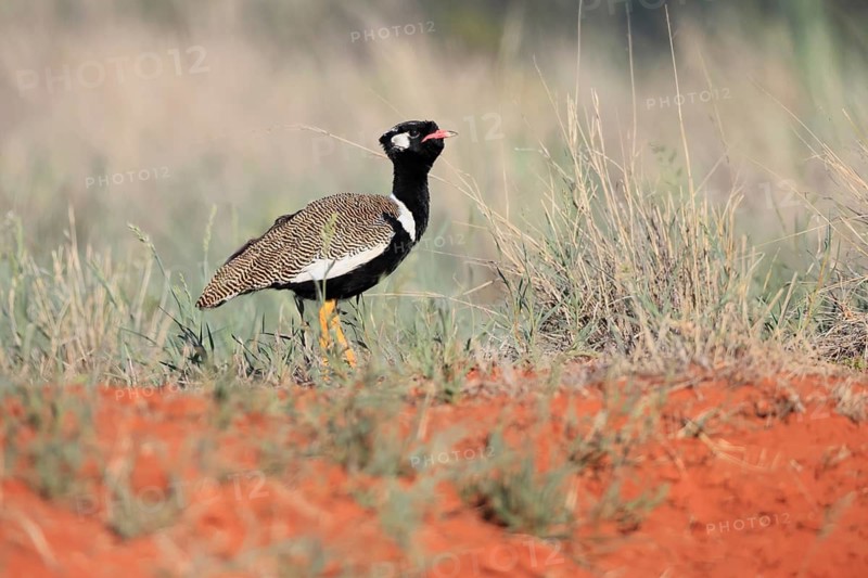 White-winged Bustard (Afrotis afraoides), adult, male, vigilant, foraging, Mokala National Park, South Africa