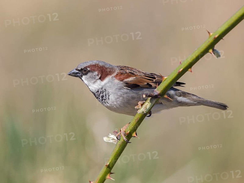 House Sparrow (Passer domesticus) male, United Kingdom