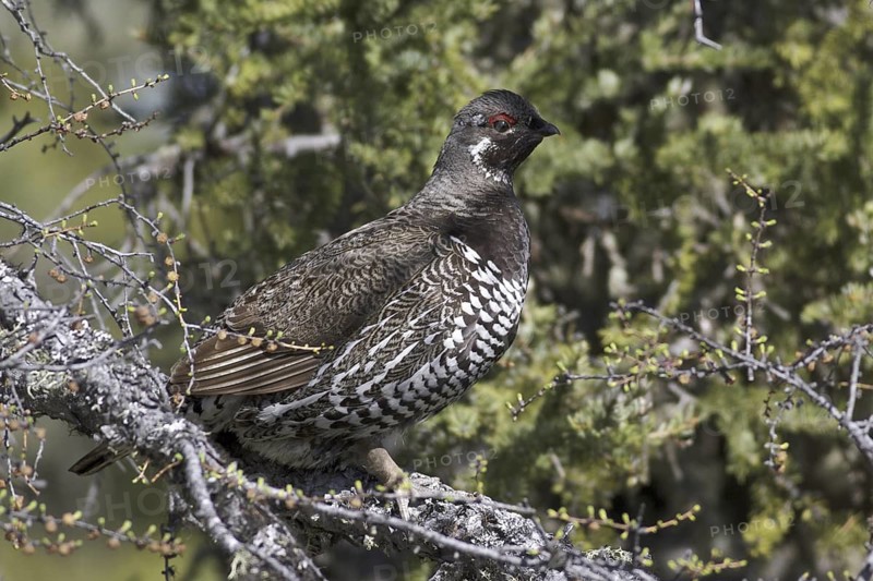Spruce Grouse (Falcipennis canadensis) male, Manitoba, Canada