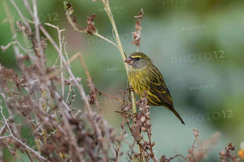 Black-chinned Seedeater (Crithagra scotops), Forest Seedeater, adult, male, foraging, on wait, Kirstenbosch Botanic Gardens, Cape Town, South Africa