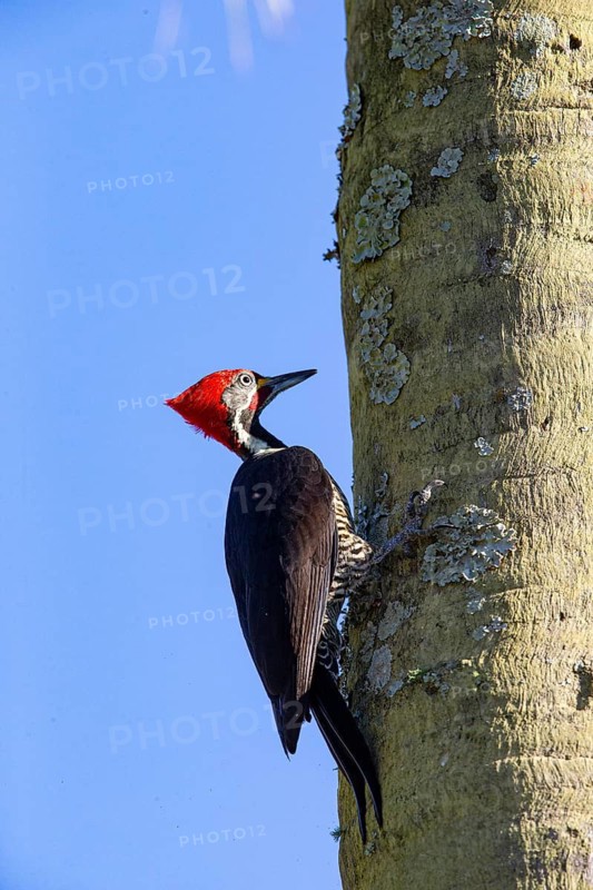 Lineated woodpecker (Dryocopus lineatus) Pantanal Brazil
