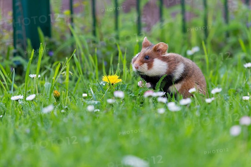 Field hamster, (Cricetus cricetus), animals, mammals, hamster, rodent, subfamily of hamsters, biotope, habitat, foraging, Franz-Josef-Spital, Vienna, Rudolfsheim-Fünfhaus, Vienna, Austria