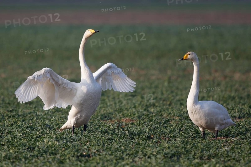 Whooper Swan (Cygnus cygnus) flapping wings, North Rhine-Westphalia, Germany