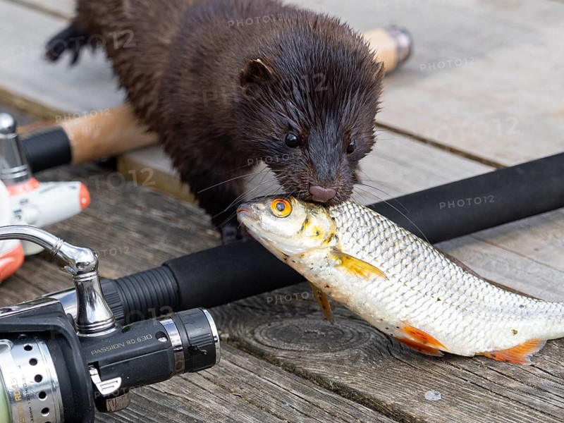 A mink steals a rudd