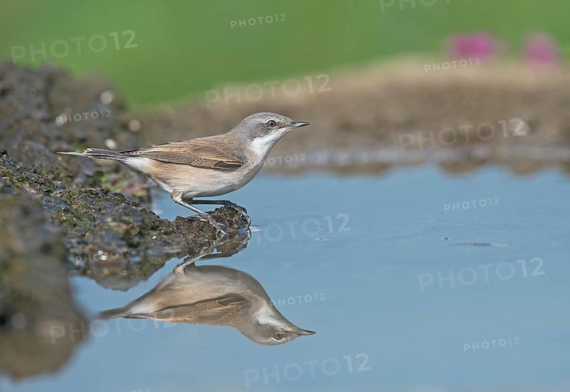 Lesser Whitethroat (Sylvia curruca) at waterhole, Aosta Valley, Italy