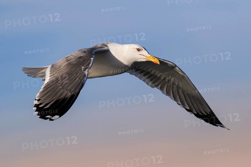 Baraba Gull (Larus fuscus barabensis) flying, Eilat, Israel