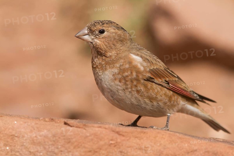 Eurasian Crimson-winged Finch (Rhodopechys sanguineus) male, Morocco