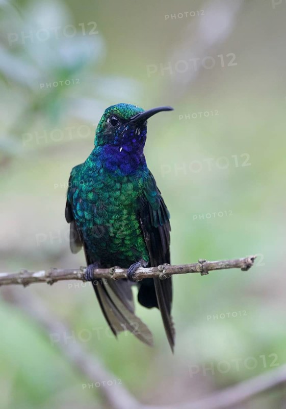 White-tailed Sabrewing (Campylopterus ensipennis) male, Trinidad and Tobago