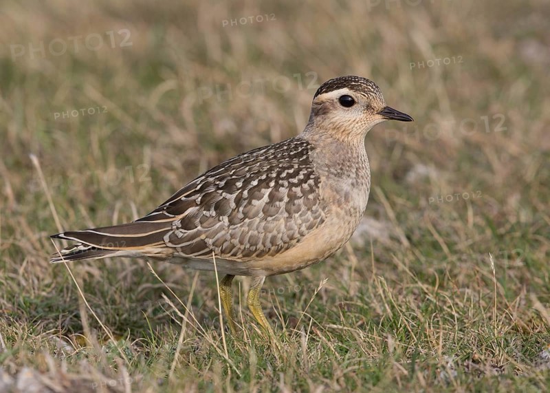 Eurasian Dotterel (Charadrius morinellus), Wales, United Kingdom