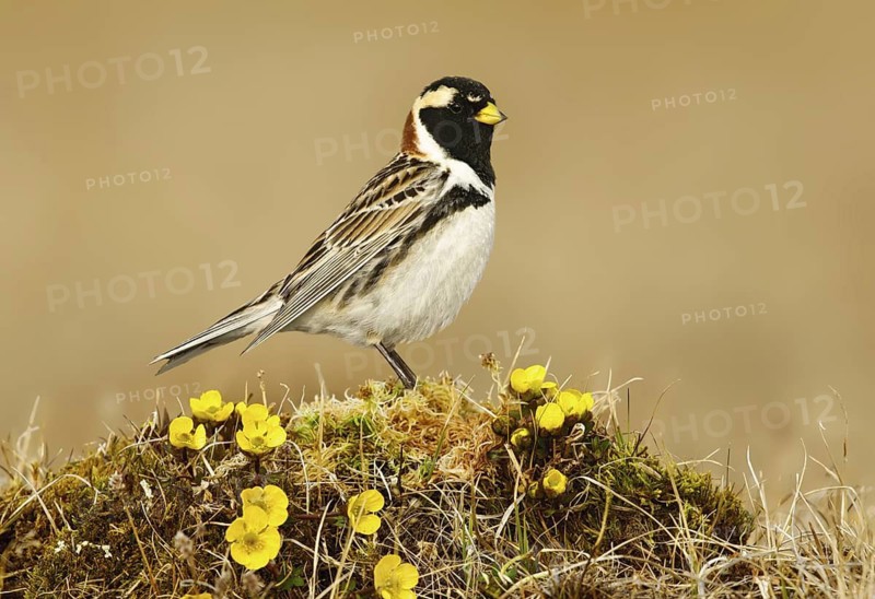 Lapland Longspur (Calcarius lapponicus) male, Alaska, USA