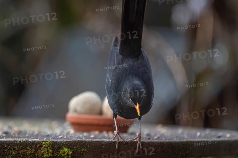 Male blackbird (Turdus) at the feeding place, Bavaria, Germany