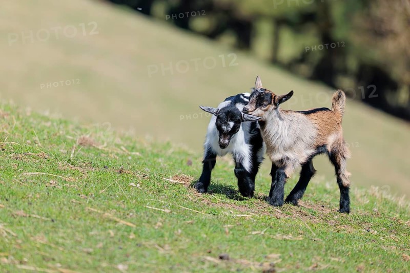 Two young pygmy goats (Capra hircus) are playing together on a sunny day in a green meadow. Austria
