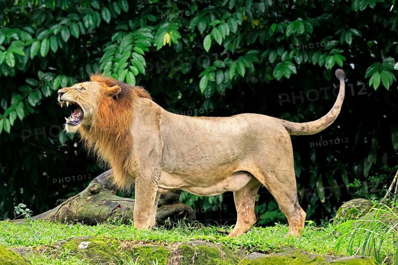 Lion (Panthera leo), adult, male, yawning