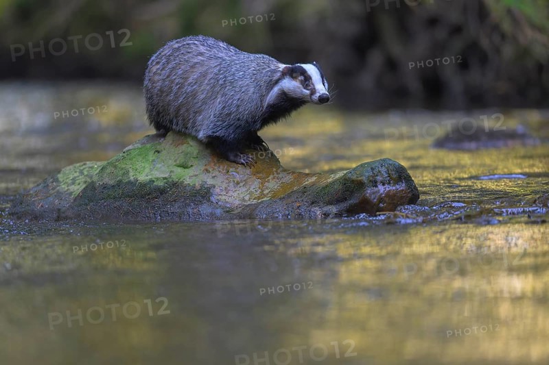 European badger (Meles meles), sitting on a stone in a stream in the last light, deciduous tree is reflected in the water, Swabian Alb biosphere reserve, Baden-Württemberg, Germany