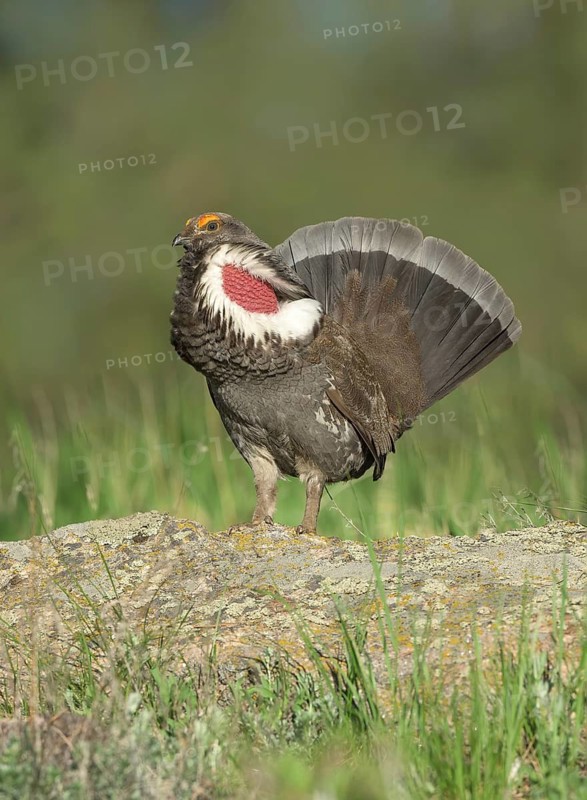 Dusky Grouse (Dendragapus obscurus) male, Colorado, USA