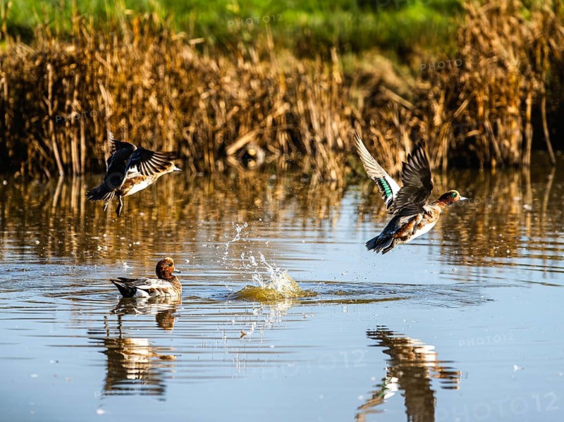 Eurasian Wigeon, Mareca penelope, birds in flight over marshes in Devon, England, United Kingdom