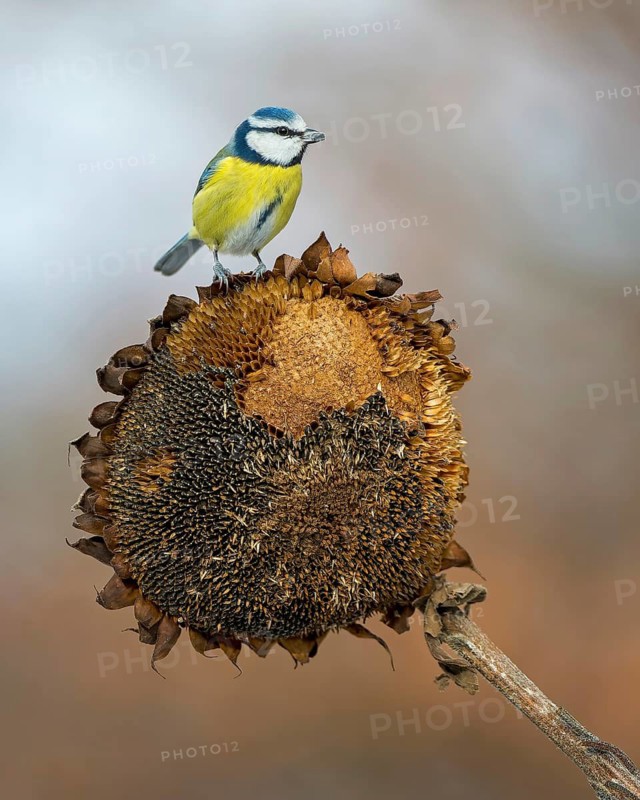 Blue tit (Cyanistes caeruleus) feeding on sunflower, sunflower seeds, sunrise, frost, winter feeding, hoarfrost, Middle Elbe Biosphere Reserve, Saxony-Anhalt, Germany