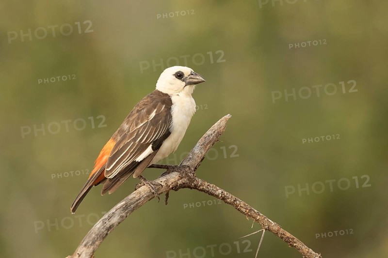 White-headed Buffalo Weaver (Dinemellia dinemelli), Samburu, Kenya