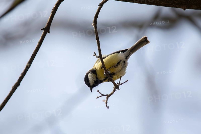 Titmouse in a park