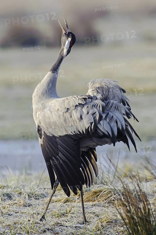 Common Crane (Grus grus) calling, Vaestergoetland, Sweden
