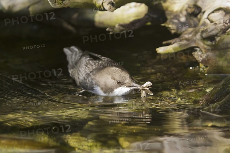 White-throated Dipper (Cinclus cinclus) juvenile, Germany