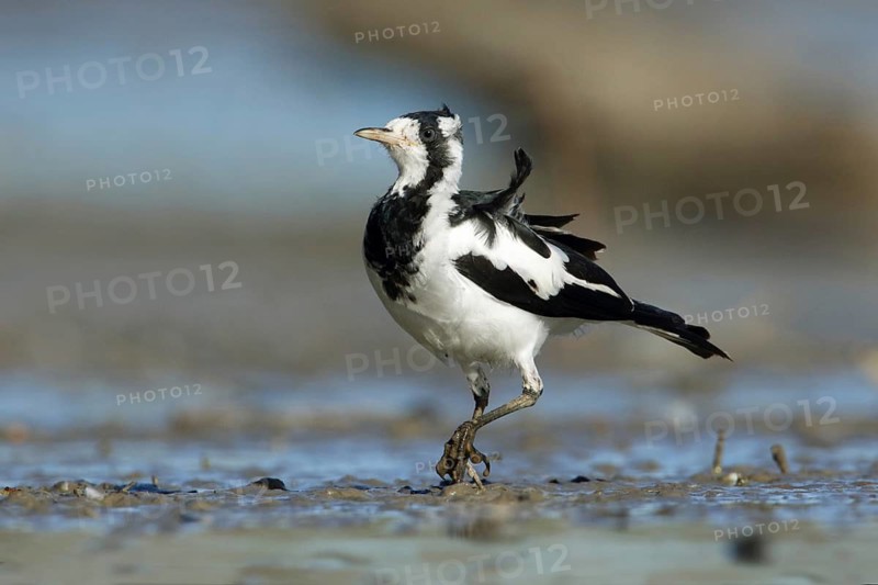 Magpie-Lark (Grallina cyanoleuca) female, Victoria, Australia