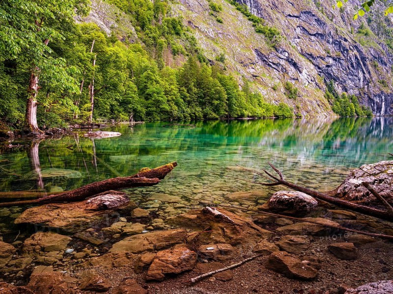 Deadwood lies in the clear water of the Obersee lake near Königssee in the Berchtesgaden National Park, Schönau am Königssee, Berchtesgadener Land, Upper Bavaria, Bavaria, Germany