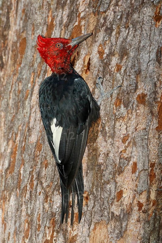 Magellanic Woodpecker (Campephilus magellanicus) male climbing up tree, Bio-Bio, Chile