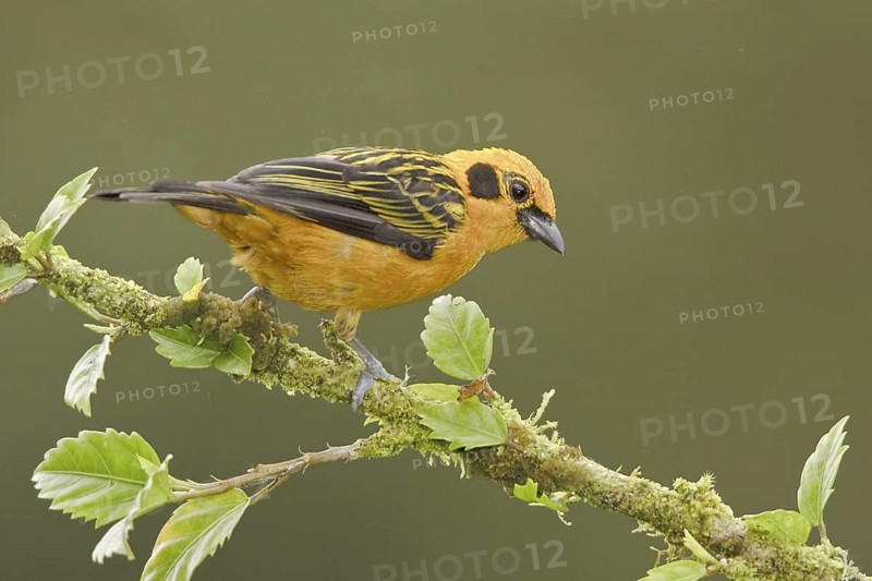 Golden Tanager (Tangara arthus), Ecuador