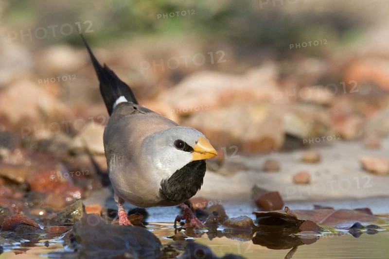 Long-tailed Finch (Poephila acuticauda), Kimberley, Western Australia, Australia
