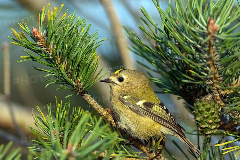 Goldcrest (Regulus regulus), Falsterbo, Falsterbo, Skåne, Sweden